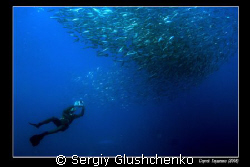 sardines run by Sergiy Glushchenko 
